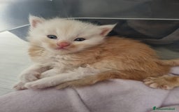 Maine Coon gatti in vendita: Cuccioli di Maine Coon - Pagamento Flessibile - Immagine 2