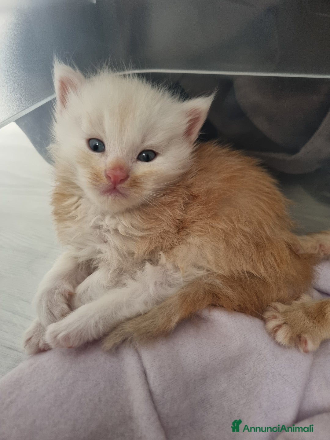 Maine Coon gatti in vendita: Cuccioli di Maine Coon - Pagamento Flessibile - Immagine 2