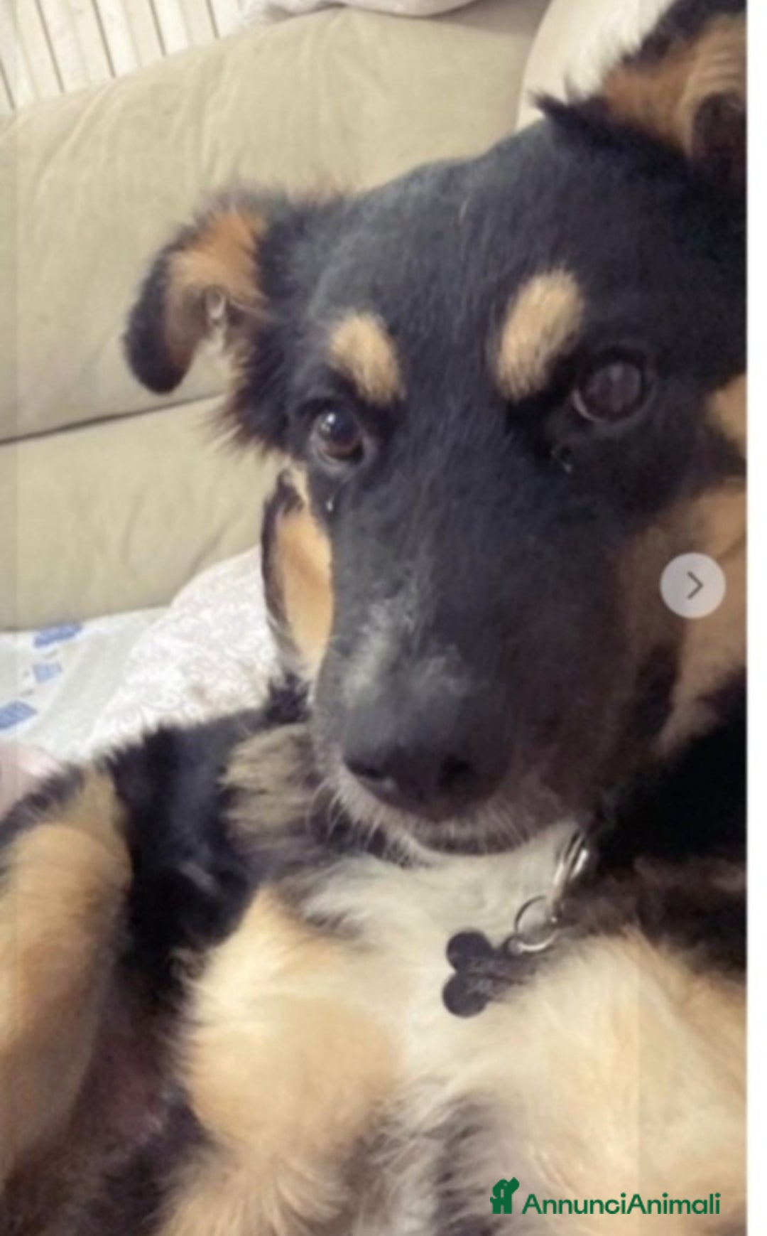 Meticcio cani in regalo: Mix Patorino 2anni RINUNCIA DI PROPRIETÀ!MANTOVA - Annuncio 2