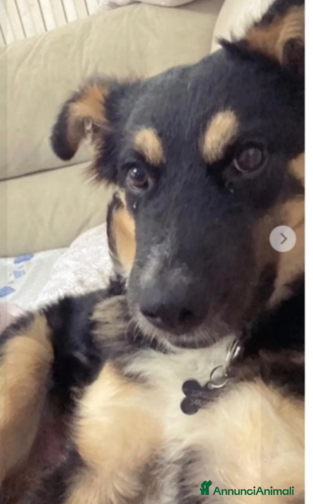 Meticcio cani in regalo: Mix Patorino 2anni RINUNCIA DI PROPRIETÀ!MANTOVA - Annuncio 2