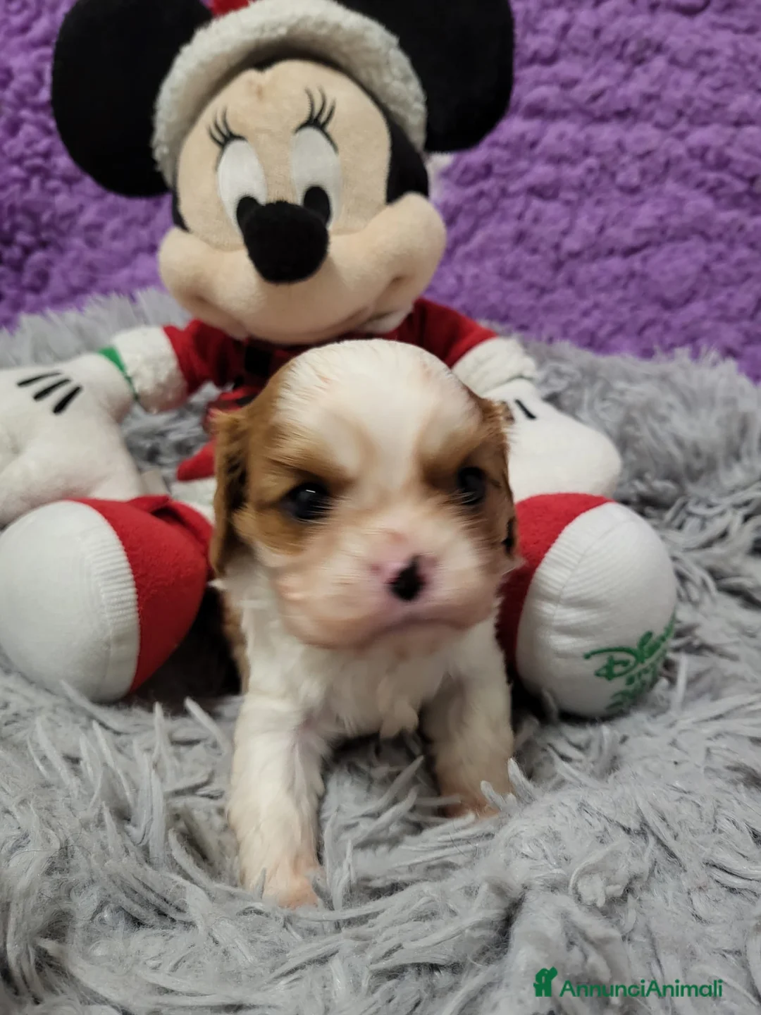 Cavalier King cani in vendita: Cavalier king charles spaniel  a Provincia di Como - Annuncio 4