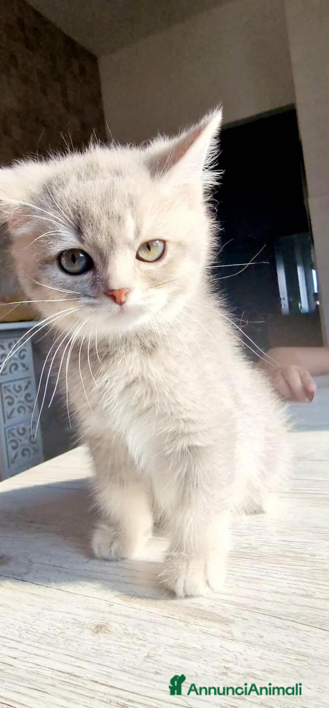 British gatti in vendita: Ultimo maschietto British colore Blue Gold  - Annuncio 3