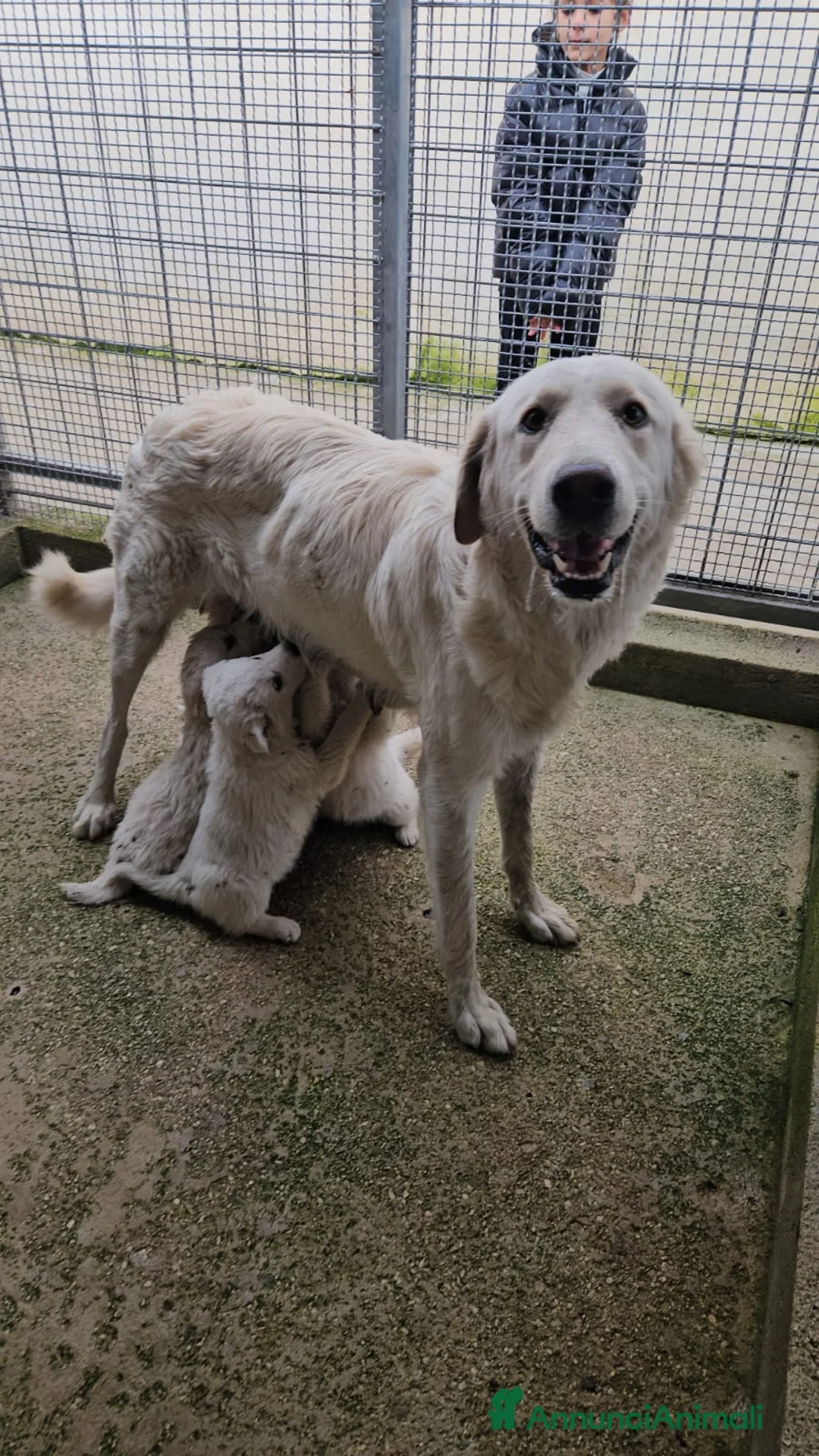 Meticcio cani in regalo: Snow: 4 mesi taglia grande  - Annuncio 18