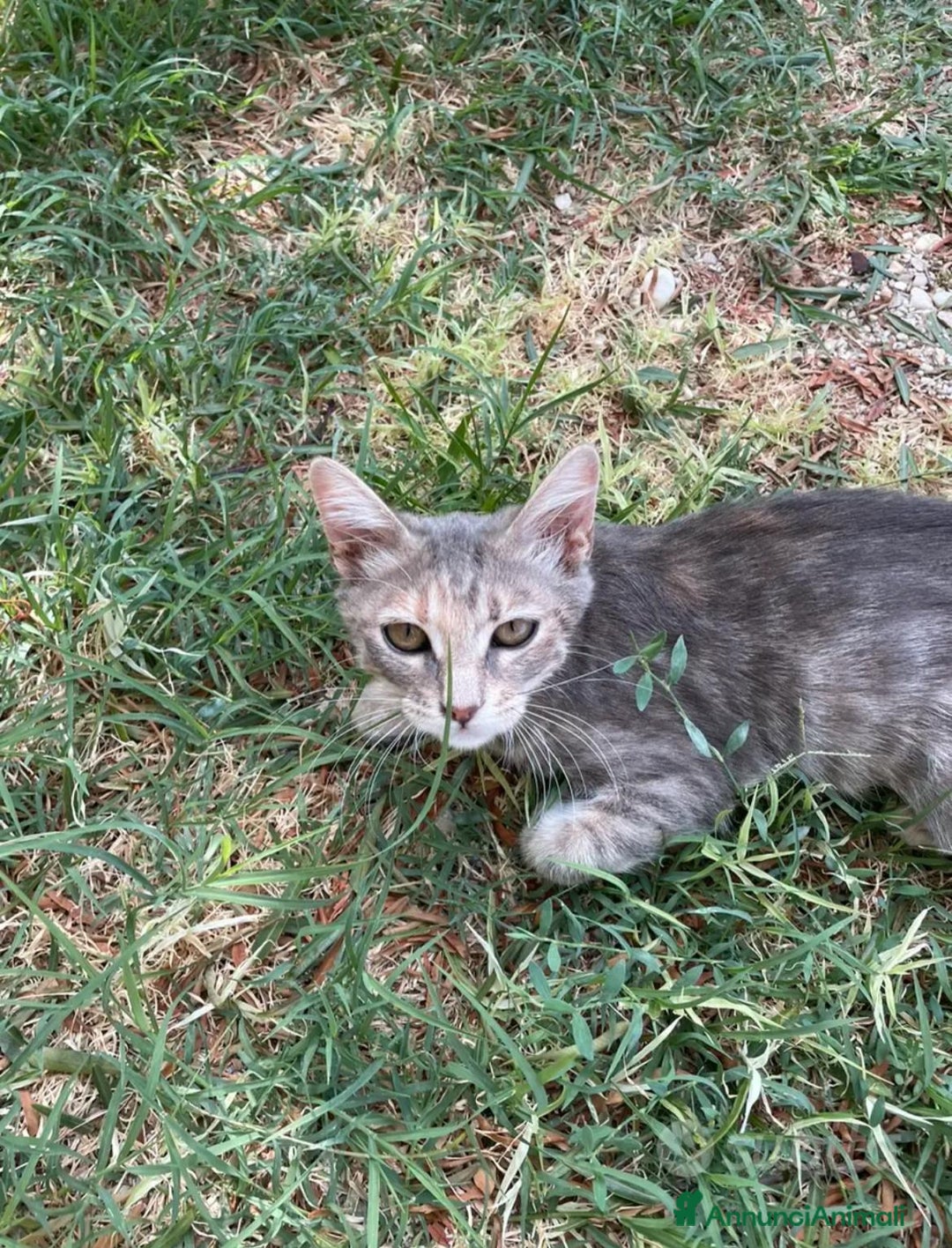Altre razze gatti in regalo: gattina dolce grigia a pelo corto a Provincia di Ascoli Piceno - Annuncio 6