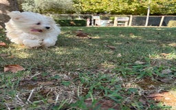 Maltese cani in vendita: MALTESINO - Immagine 1