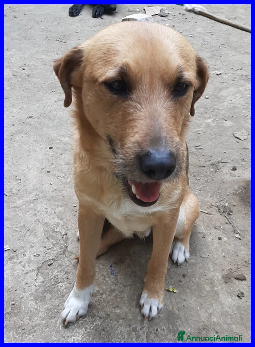 Meticcio cani in regalo: GULLIVER  simpatico tg mediopicc. - Annuncio 2