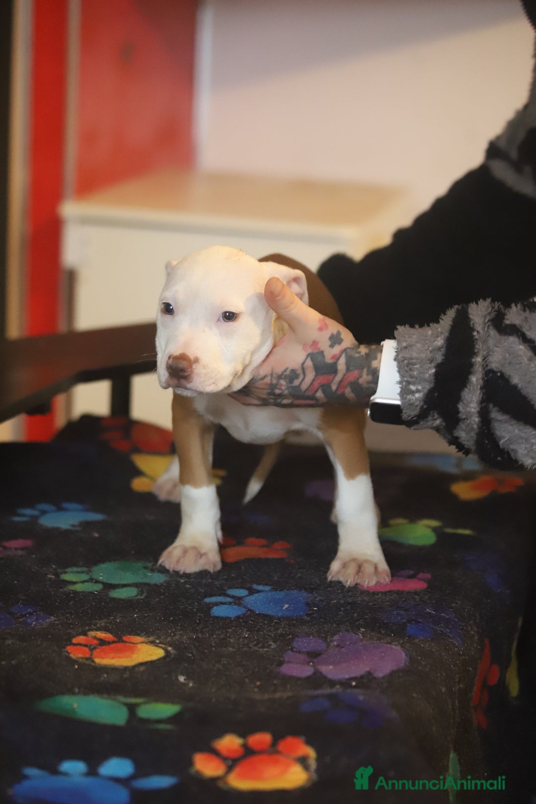 Pitbull cani in vendita: Cuccioli di Pit Bull con pedigree anche a rate - Annuncio 13