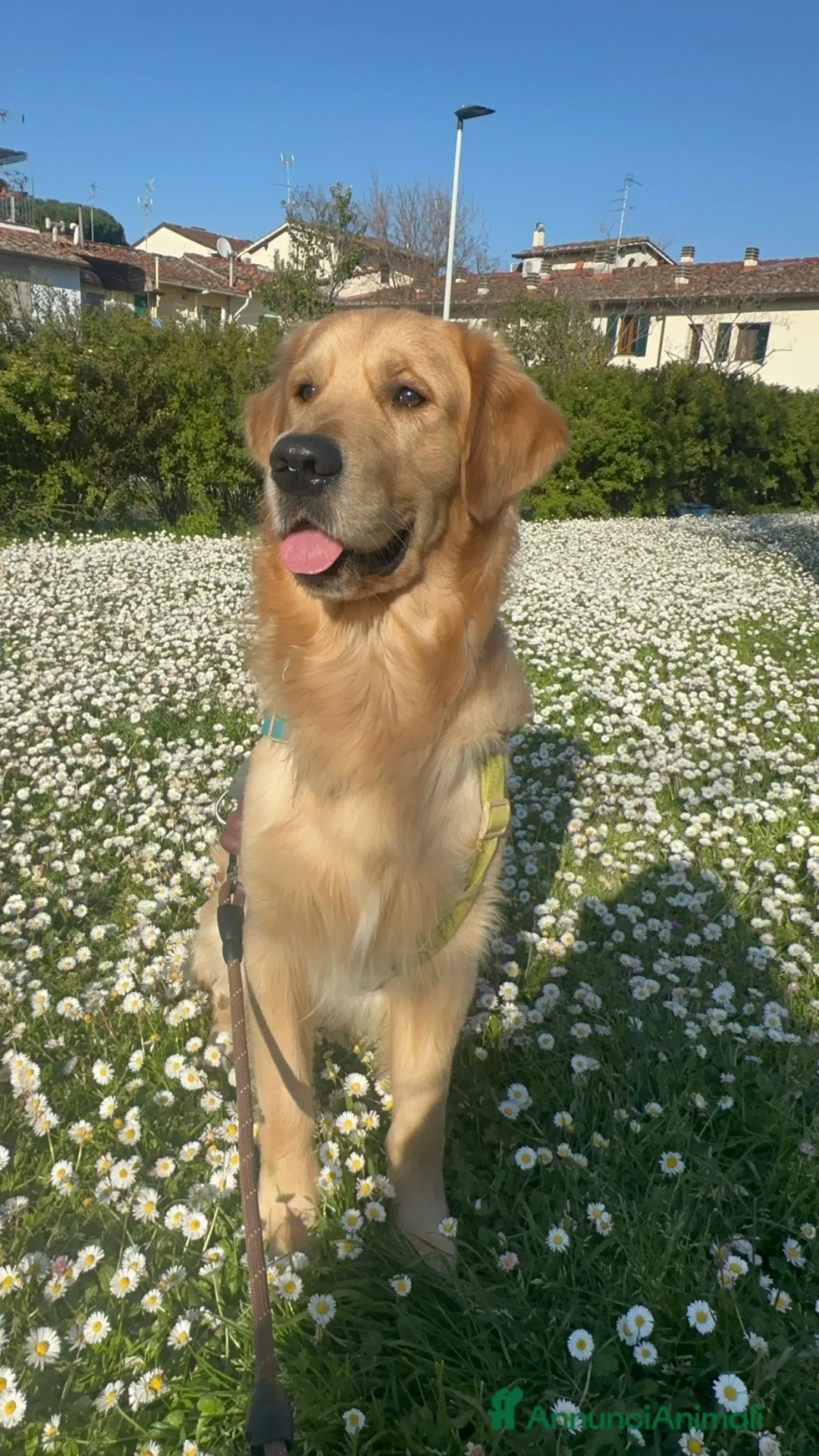 Golden Retriever cani per accoppiamento: Golden Retriever maschio per monta  a Città Metropolitana di Firenze - Annuncio 1