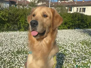 Golden Retriever cani Golden Retriever maschio per monta - Annuncio 6