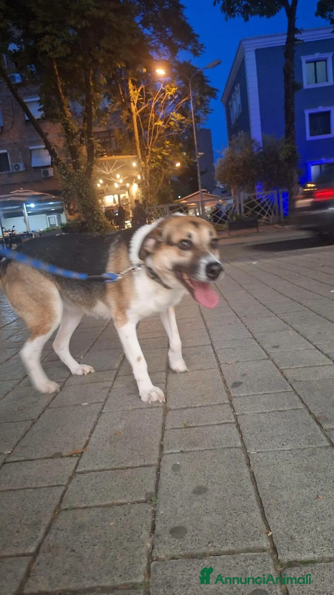 Meticcio cani in regalo: Meravigliosa Lilù  a Città metropolitana di Milano - Annuncio 6