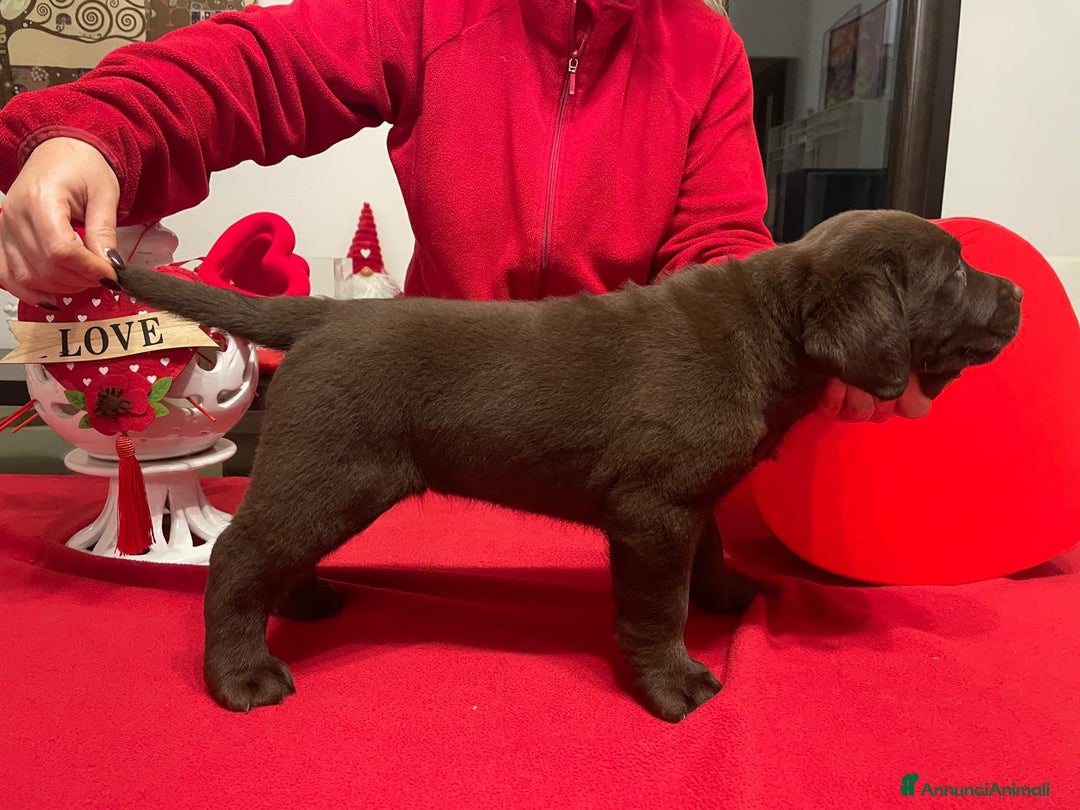 Labrador cani in vendita: Meraviglioso cucciolo di labrador chocolate puro a Città metropolitana di Palermo - Immagine 6