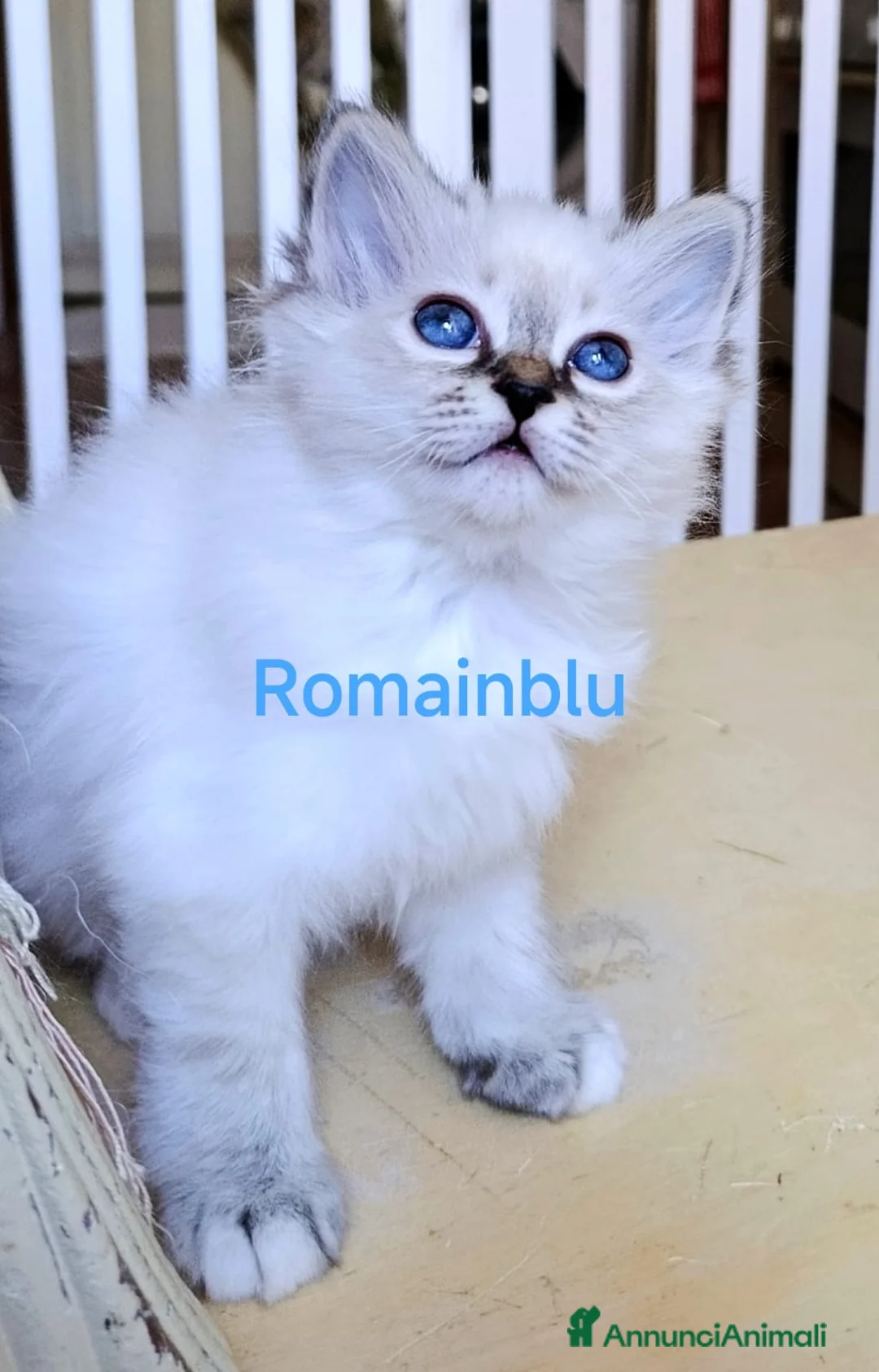 Sacro di Birmania gatti in vendita: Cucciolo sacro di Birmania  a Città metropolitana di Roma Capitale - Annuncio 5