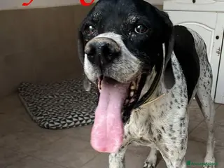 Pointer cani DJANGO adorabile cane da adottare! - Annuncio 5