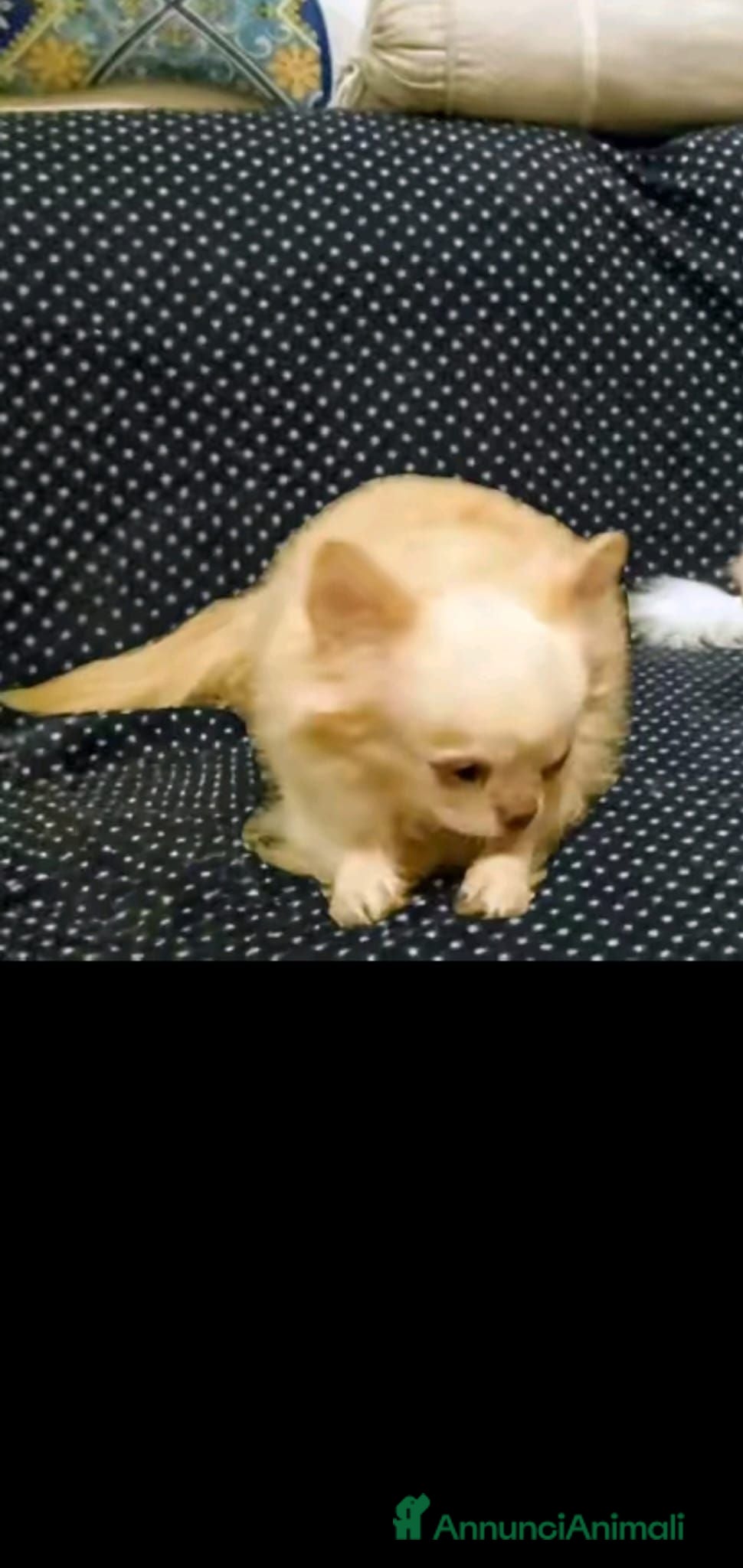 Chihuahua cani 3 Chihuahua in adozione - Annuncio 1