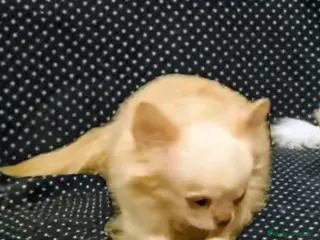 Chihuahua cani 3 Chihuahua in adozione - Annuncio 1