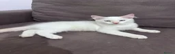 Ragdoll gatti in vendita: Ragdoll bianco crema  - Annuncio 3