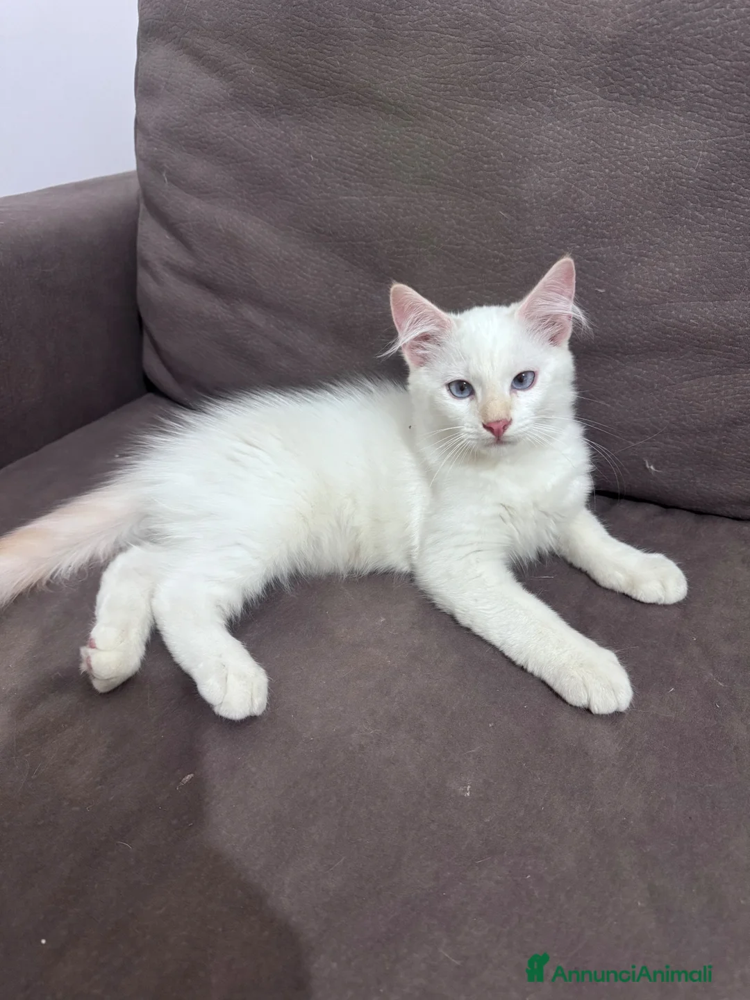 Ragdoll gatti in vendita: Ragdoll bianco crema  - Annuncio 3