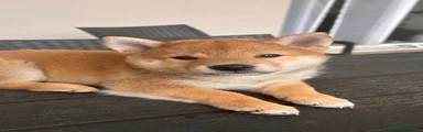Shiba Inu 1