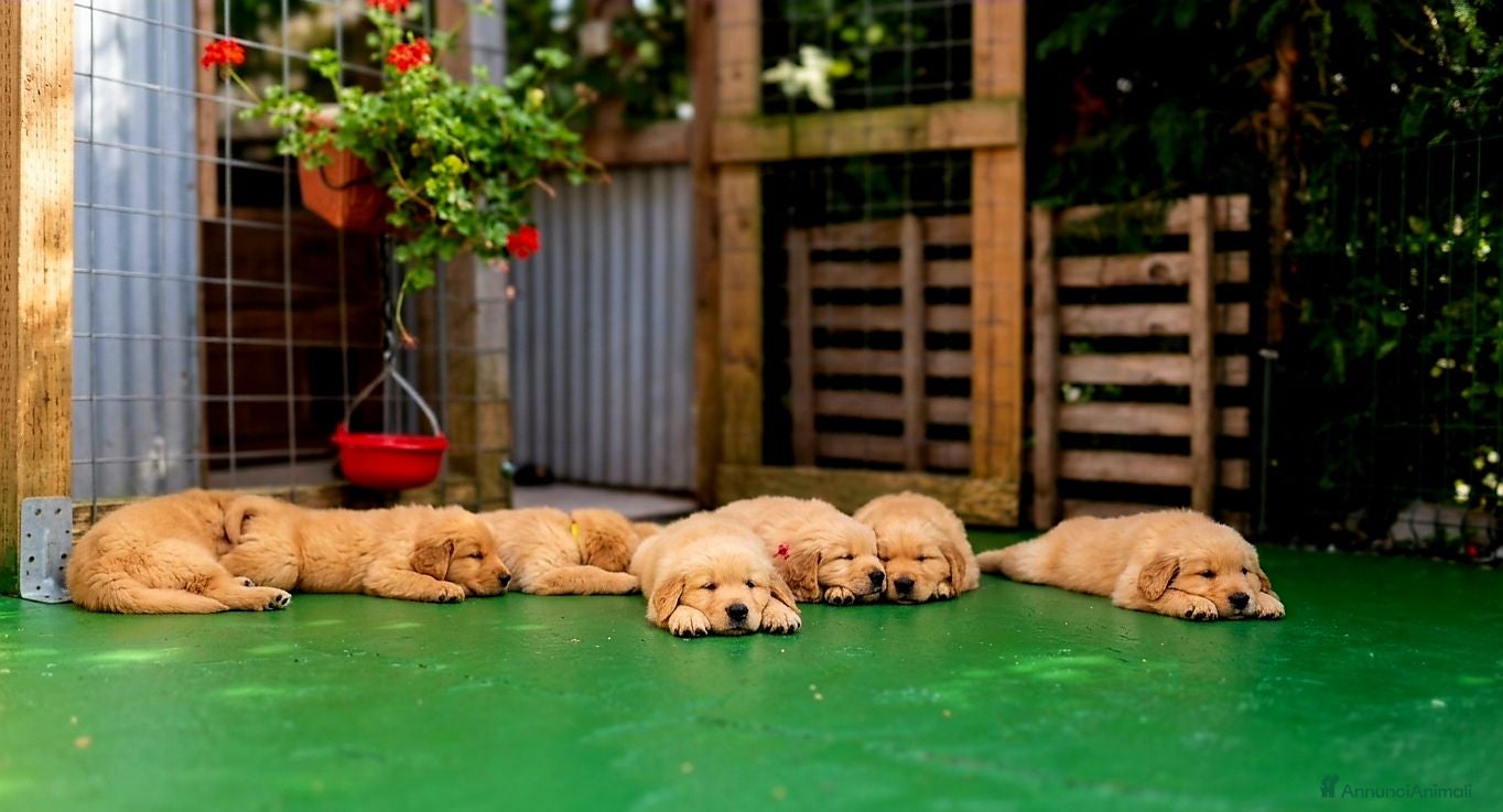 Golden Retriever cani Golden retriever americani 100% - Annuncio 7