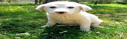 Meticcio cani in regalo: Cucciole femmine 3 mesi vaccinate - Annuncio 2