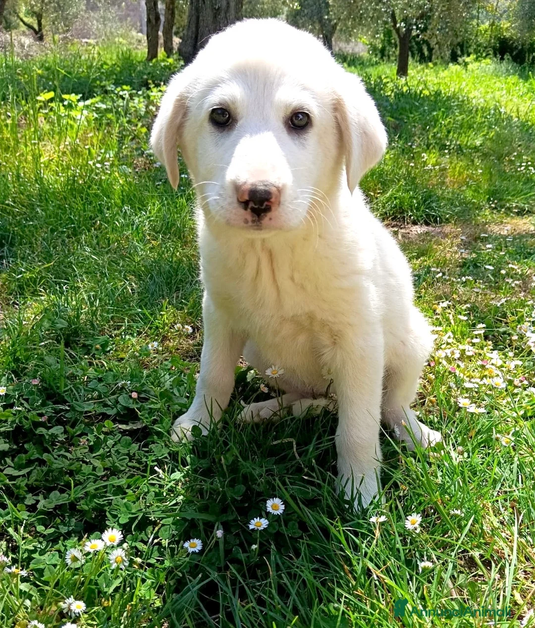 Meticcio cani in regalo: Cucciole femmine 3 mesi vaccinate - Annuncio 2