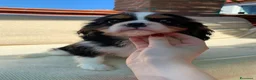 Cavalier King cani in vendita: Cuccioli di Cavalier King Charles Spaniel - Annuncio 16