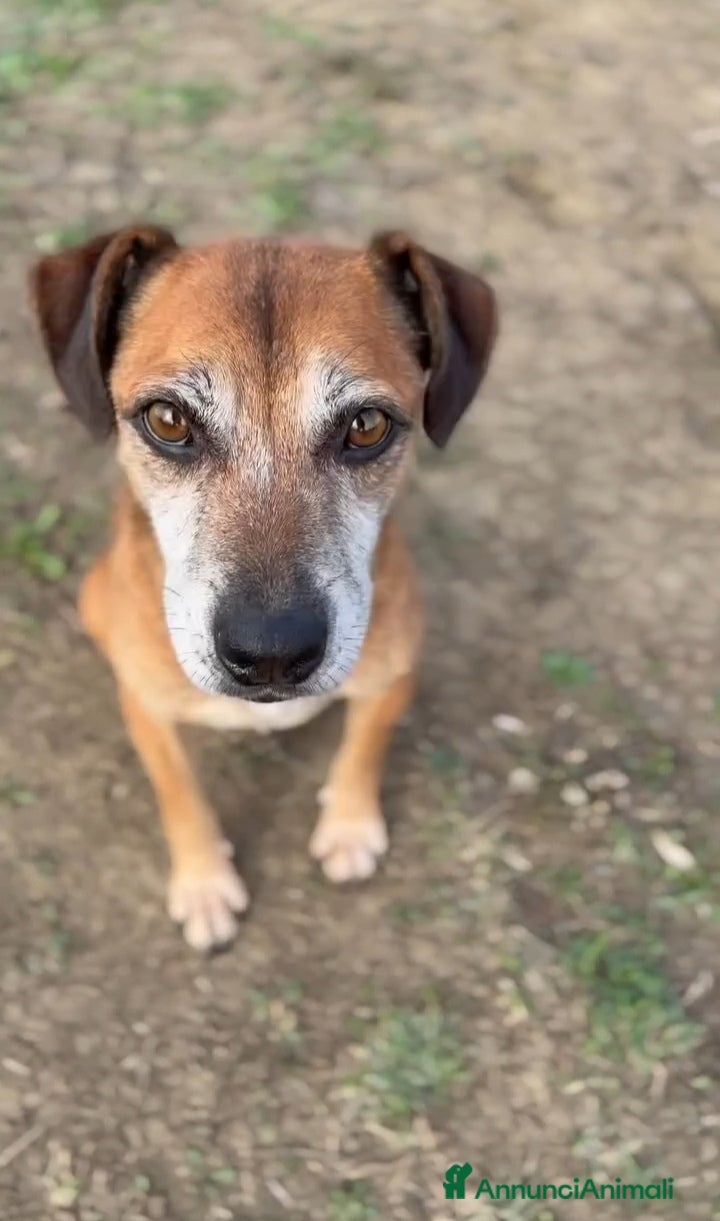 Altre razze cani Cagnolino piccola taglia  - Annuncio 2