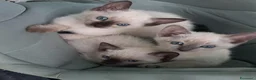 Thai gatti in vendita: Stupendi Thai - Annuncio 2