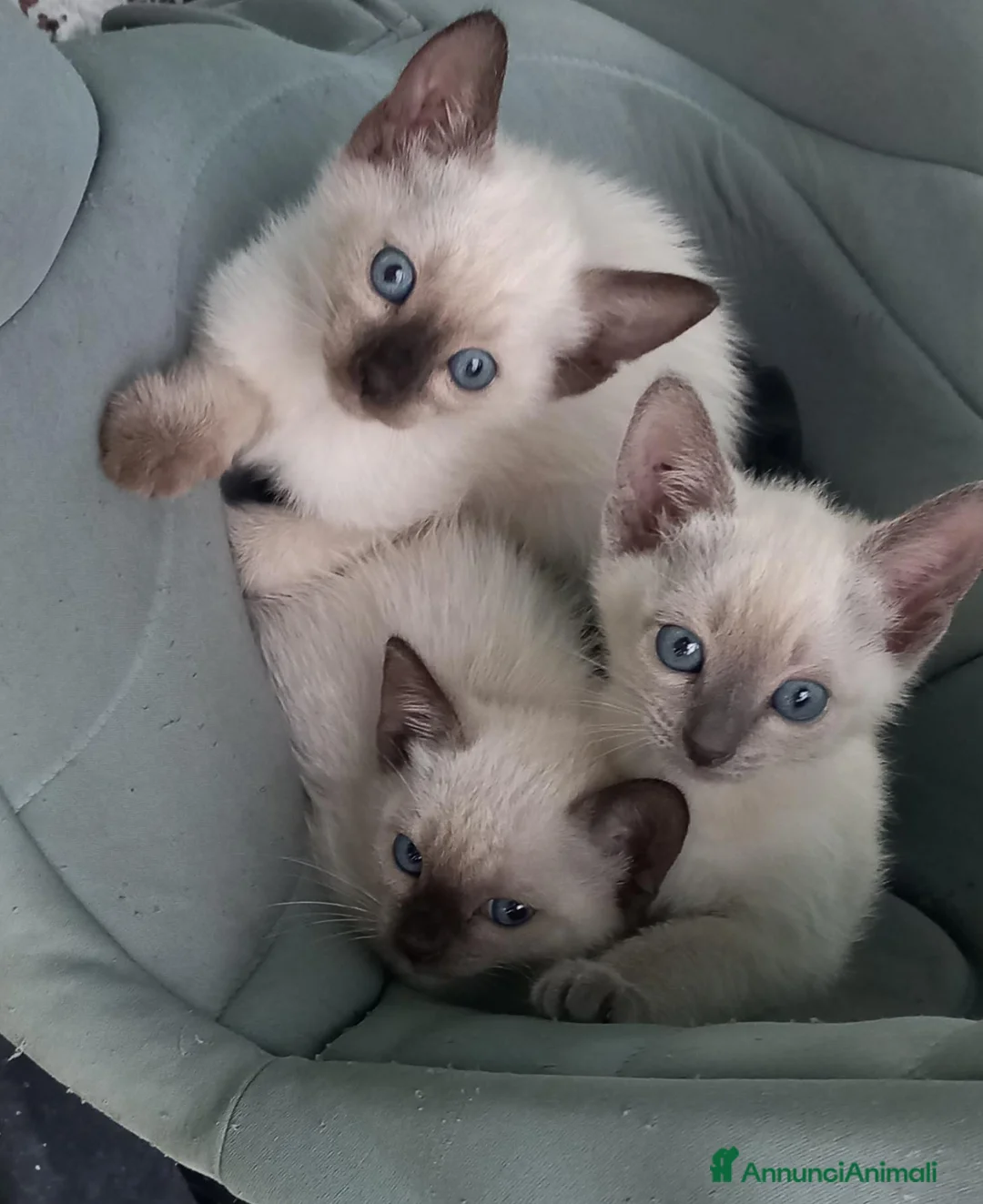Thai gatti in vendita: Stupendi Thai - Annuncio 2