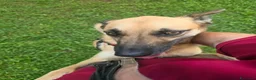 Pastore Belga cani in regalo: Sarai tu la famiglia che sta aspettando? ☘️🐶 - Annuncio 2