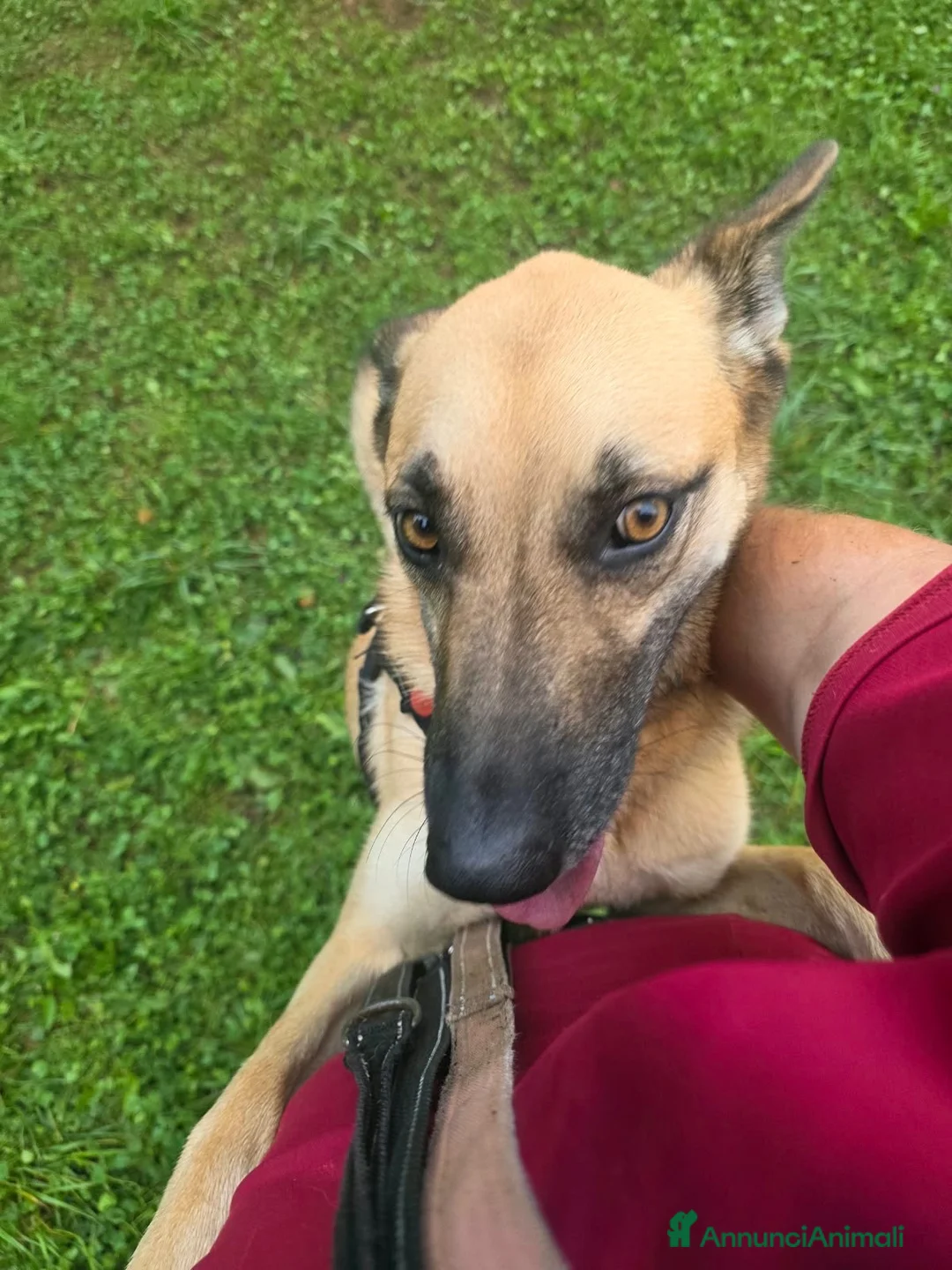 Pastore Belga cani in regalo: Sarai tu la famiglia che sta aspettando? ☘️🐶 - Annuncio 2