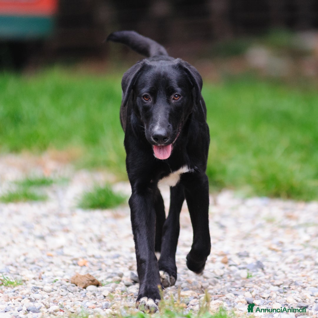 Altre razze cani in regalo: DORIS - Annuncio 2