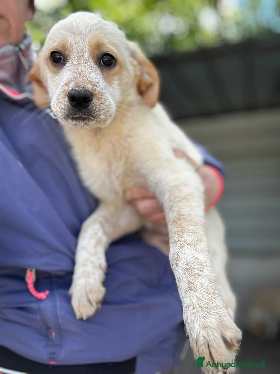 Meticcio cani in regalo: Brien a Provincia di Mantova - Annuncio 2
