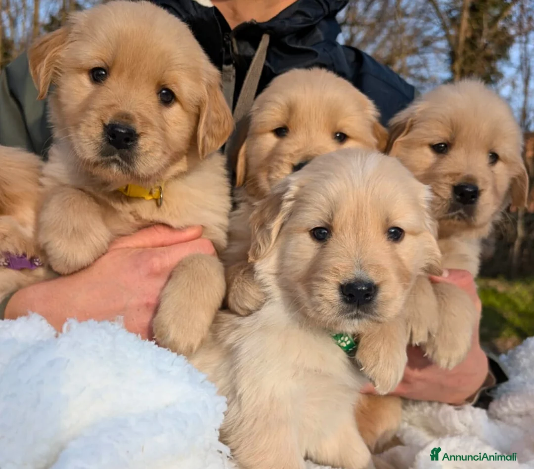 Golden Retriever cani in vendita: CUCCIOLI GOLDEN RETRIEVER LINEA ANGLOAMERICANA - Annuncio 4