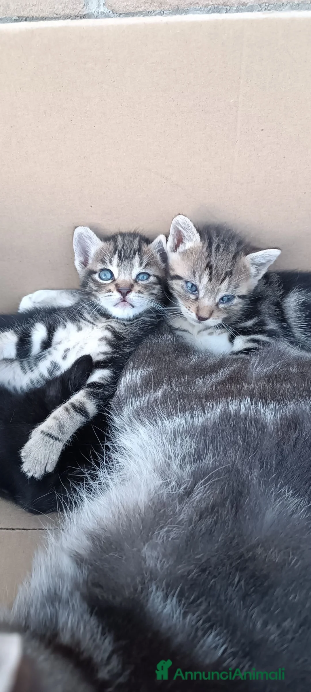 Europeo gatti in regalo: Regalo 5 gattini Foligno  a Provincia di Perugia - Annuncio 2