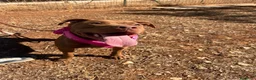 Pitbull cani in regalo: Shakira dolcissima pitbull - Annuncio 10
