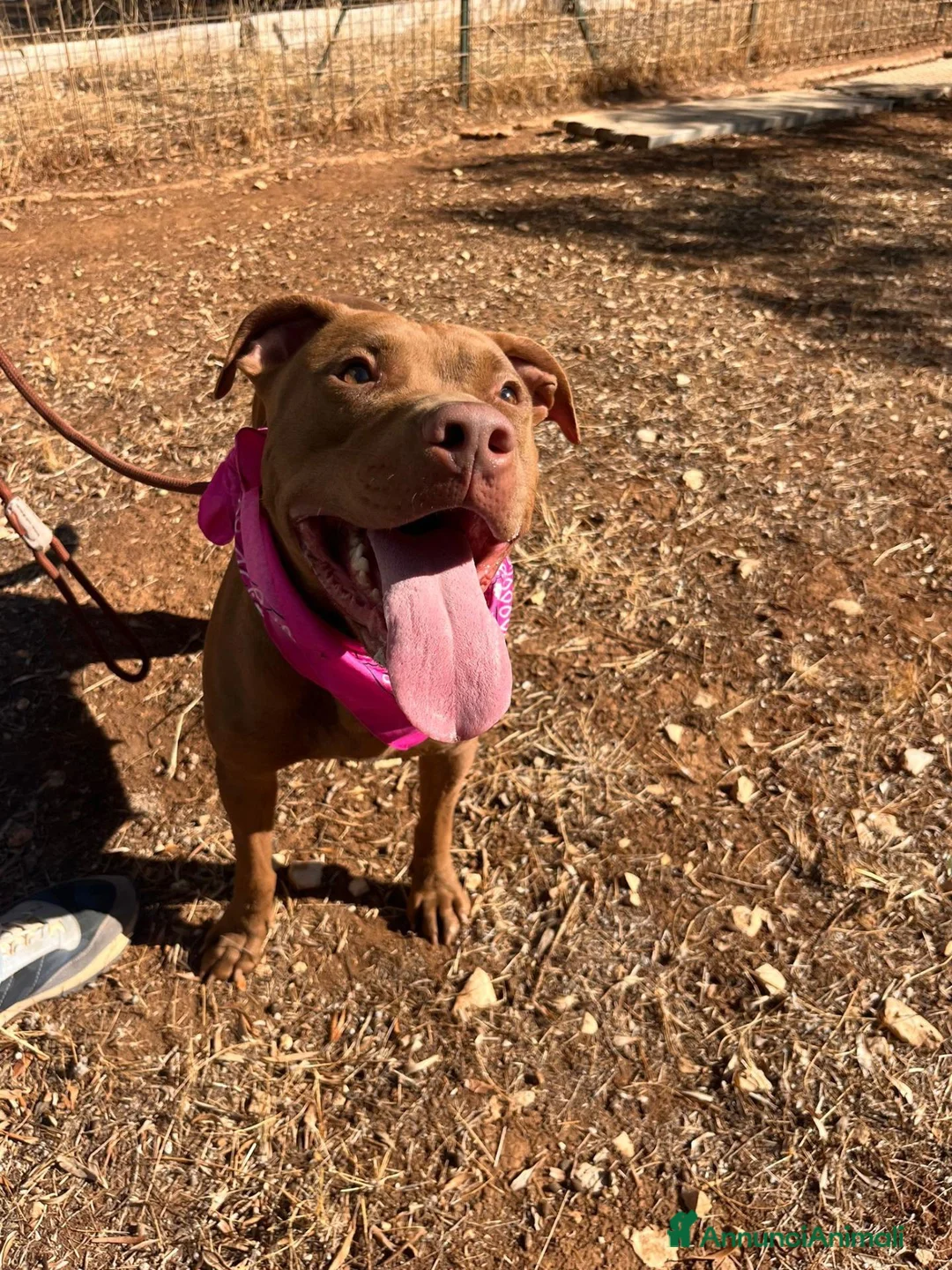 Pitbull cani in regalo: Shakira dolcissima pitbull - Annuncio 10