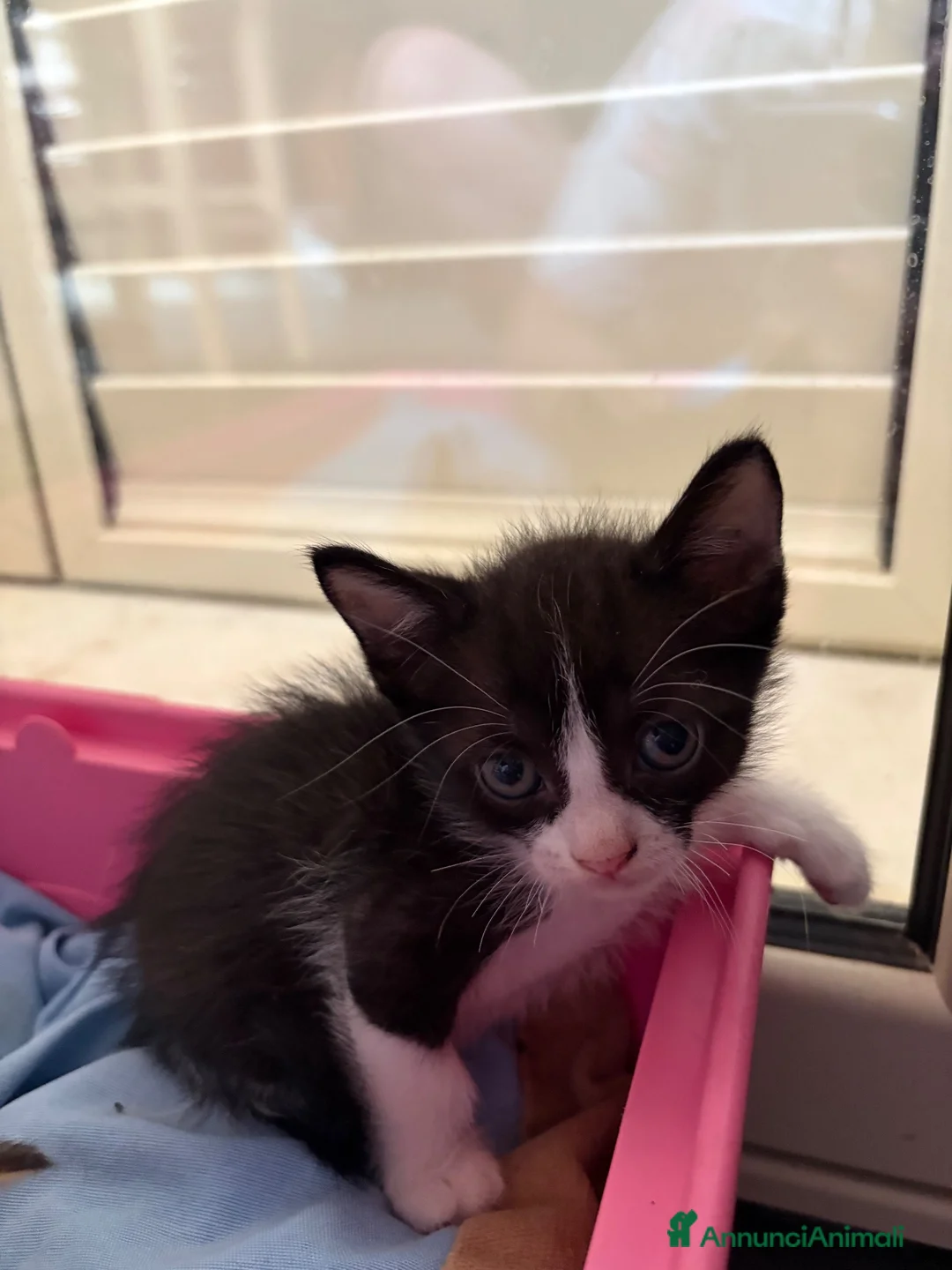 Europeo gatti in regalo: Gattini cercano una nuova famiglia - Annuncio 1