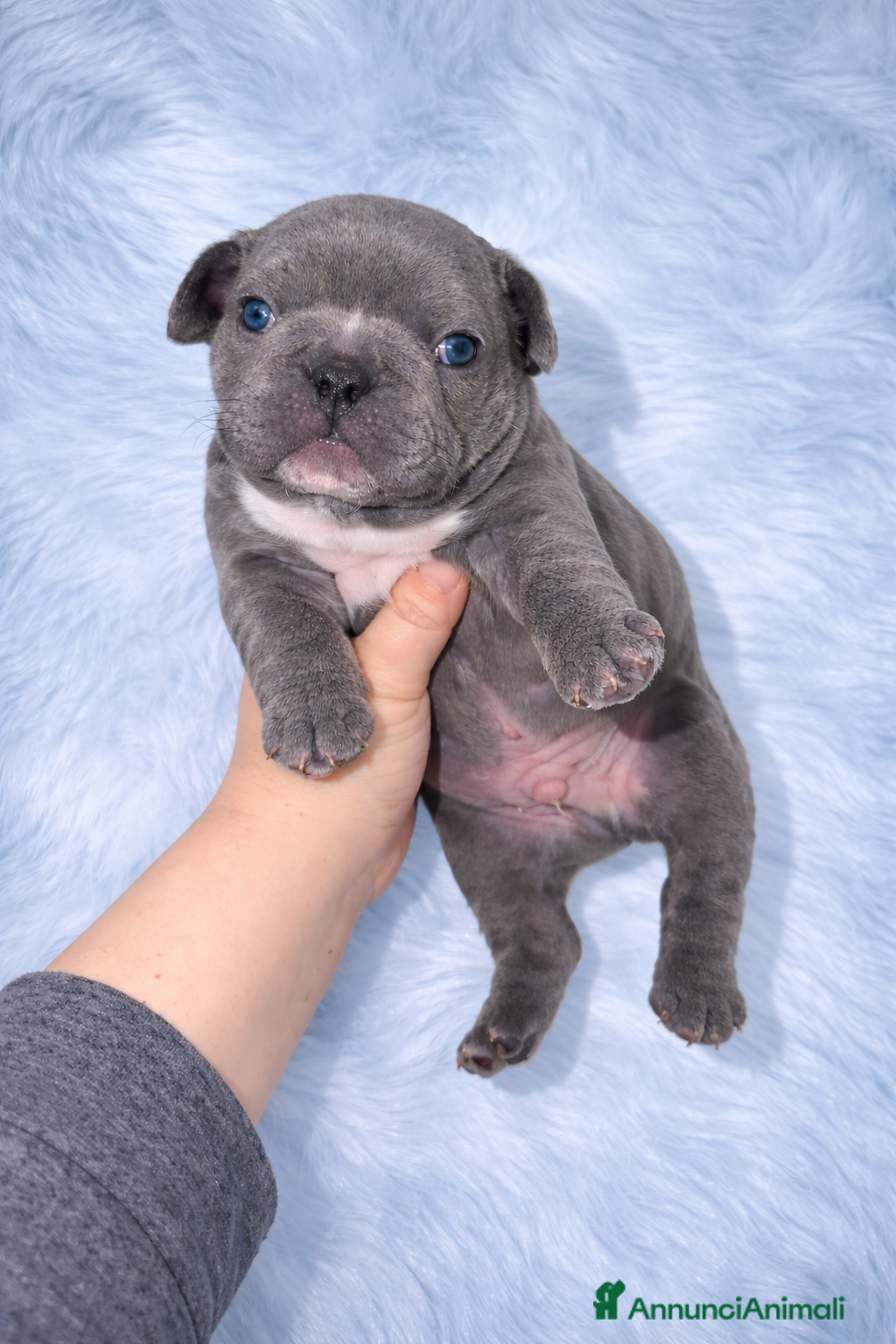 Bulldog Francese cani Bulldog francese  - Annuncio 4