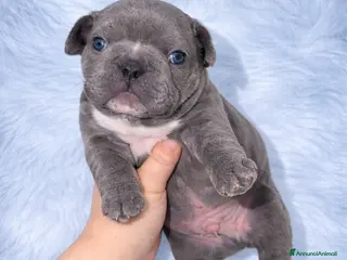 Bulldog Francese cani Bulldog francese - Annuncio 4