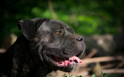 Cane Corso cani in vendita: spettacolari cuccioli di cane corso a Provincia di Cuneo - Immagine 21