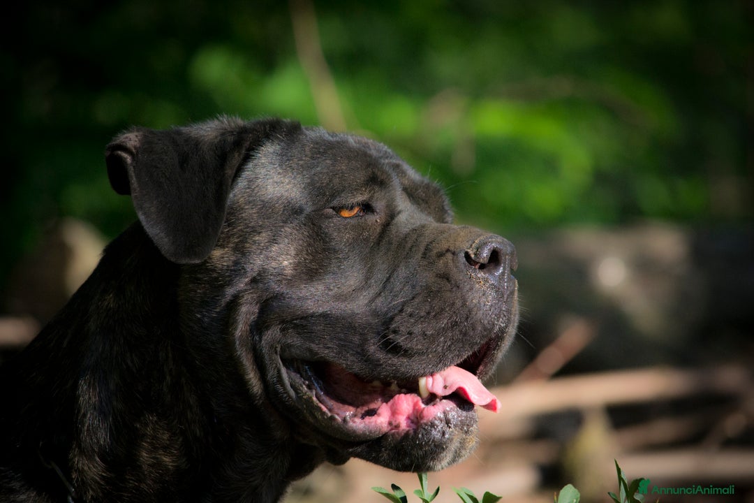 Cane Corso cani in vendita: spettacolari cuccioli di cane corso a Provincia di Cuneo - Immagine 21