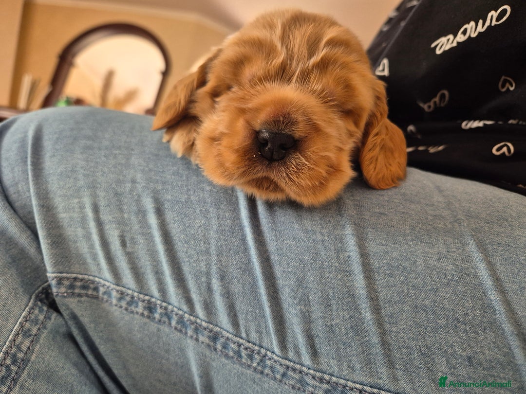 Cocker cani in vendita: Cuccioli cocker Spaniel inglese - Annuncio 4
