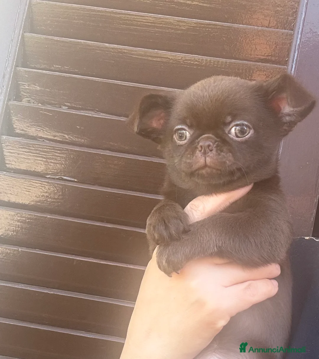 Chihuahua cani in vendita: Chihuahua cucciola  - Annuncio 1