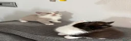 British gatti in vendita: British Shorthair  - Annuncio 3