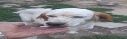 Setter Inglese cani in regalo: Setterino 2anni kg12 salvato 1anno fa..PUGLIA a Città Metropolitana di Milano - Annuncio 8