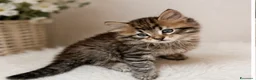 Siberiano gatti in vendita: Cuccioli gatto siberiano pedigree ENFI  - Annuncio 2