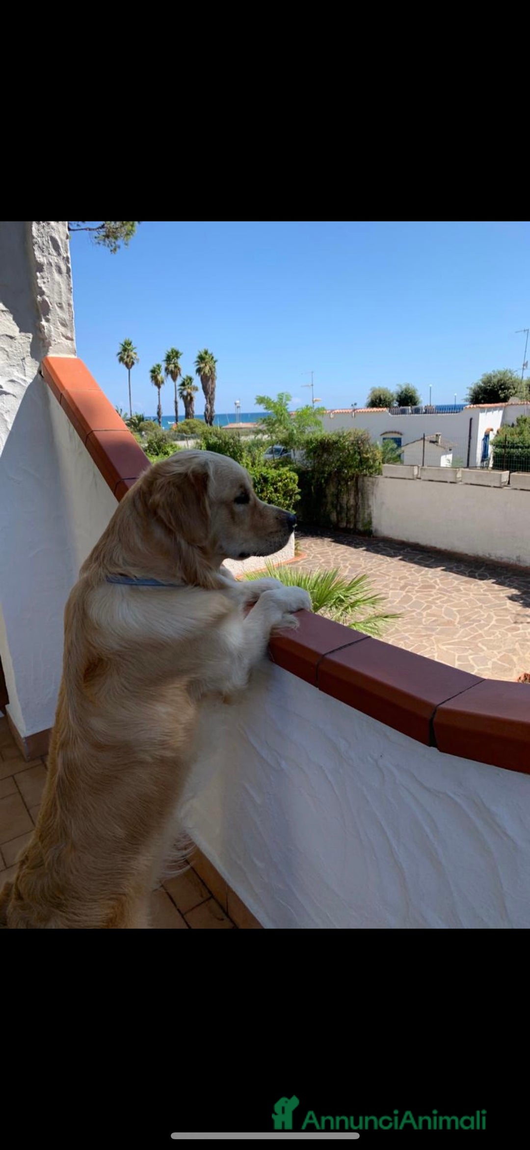 Golden Retriever cani per accoppiamento: Gregorio cerca la sua dolce metà 🐶❤️ a Provincia di Frosinone - Annuncio 4