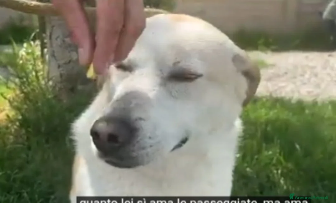 Meticcio cani in regalo: Airy femmina mix Labrador 3anni e 1/2 BRESCIA SOS - Annuncio 10