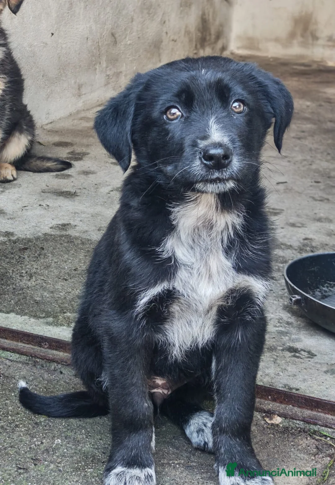 Meticcio cani in regalo: MORA 🩷 - cucciola futura taglia media cerca casa  - Annuncio 4